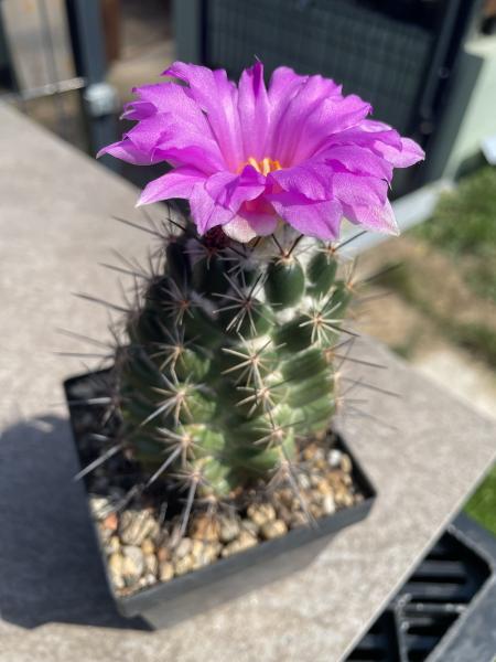 Neolloydia grandiflora